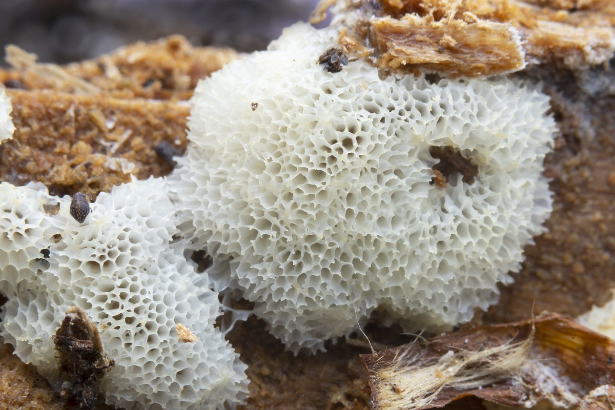 Ozbeklar rus ayollarini sikishadi